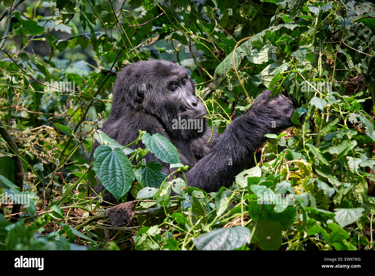 mountain gorilla [Gorilla beringei beringei], Bwindi Impenetrable National Park, Uganda, Africa Stock Photo