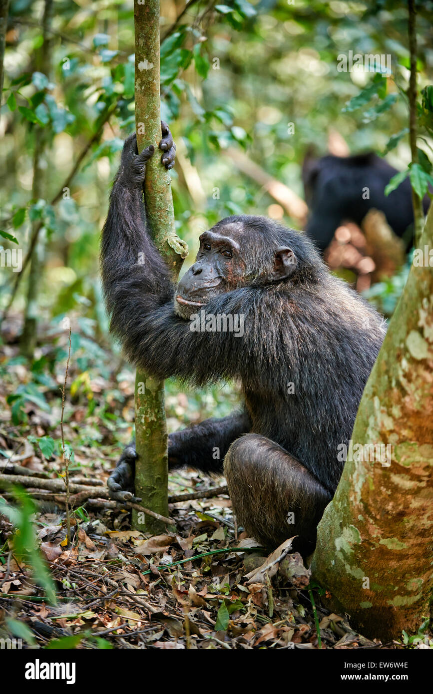 Common chimpanzee, Pan troglodytes, Kibale National Park, Fortl Portal, Uganda, Africa Stock Photo