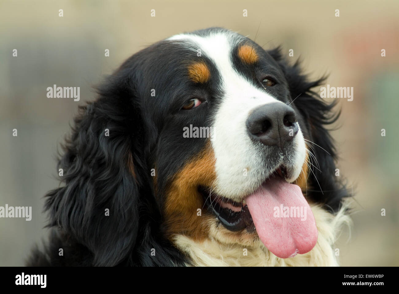 Bernese cattle dog looking in camera Stock Photo