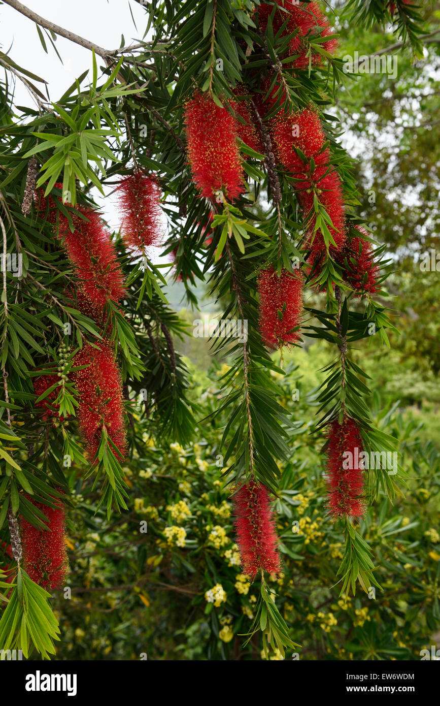 Flowers of a bottle brush tree with red stamens yellow pollen and seed capsules Arcos de le Frontera Spain Stock Photo