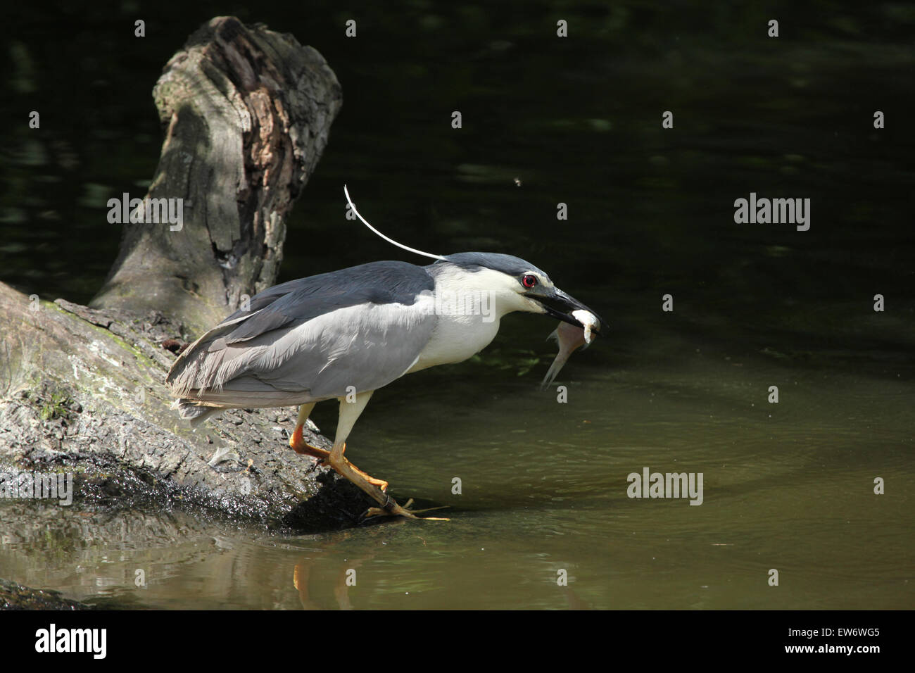 Black-crowned night heron (Nycticorax nycticorax), also known as the night heron catching fish at Prague Zoo, Czech Republic. Stock Photo