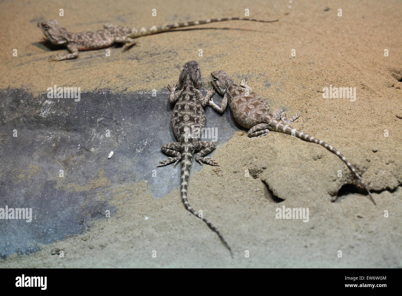 Steppe agama (Trapelus sanguinolentus) at Prague Zoo, Czech Republic. Stock Photo