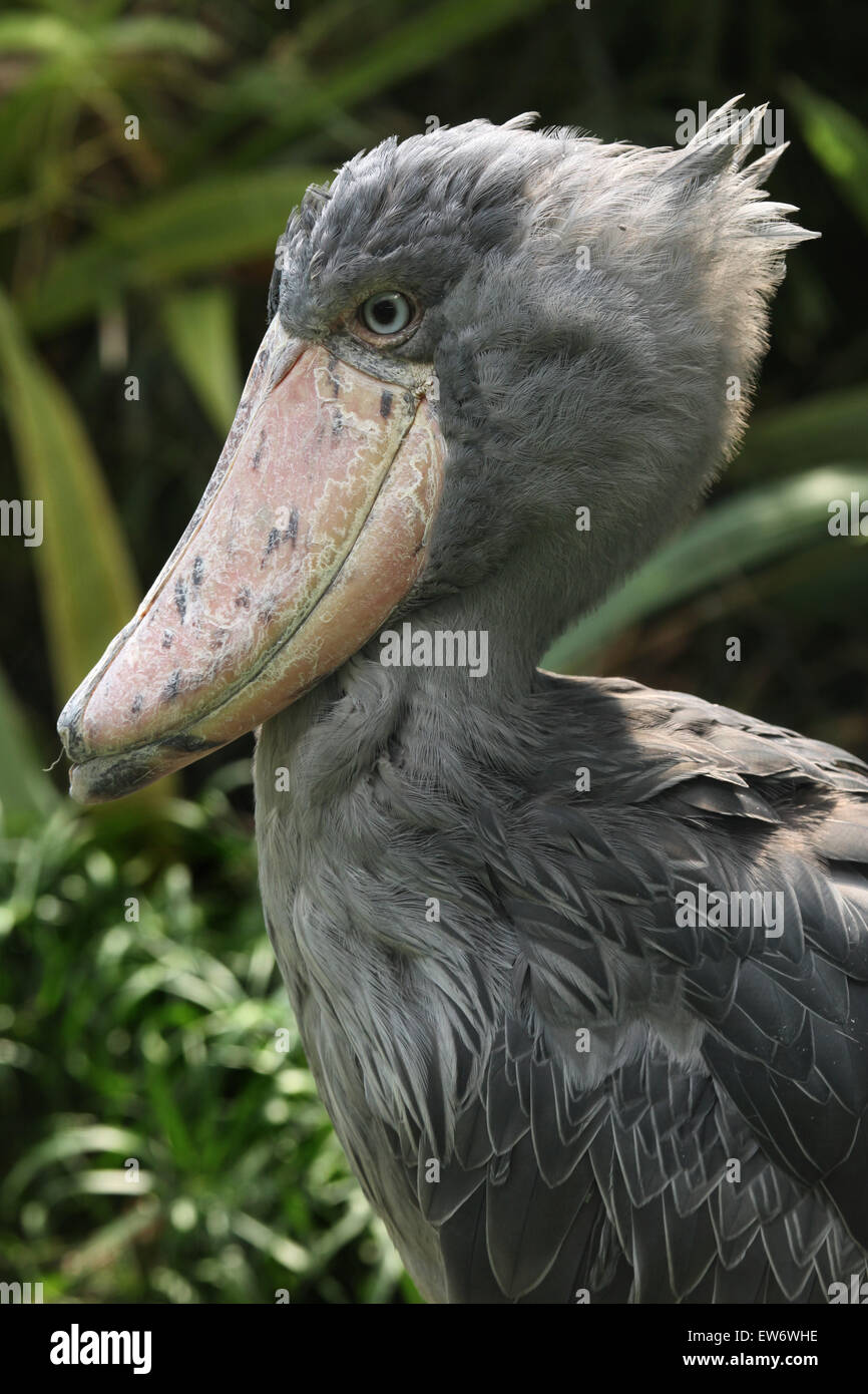 Shoebill (Balaeniceps rex), also known as the whalehead or shoe-billed stork at Prague Zoo, Czech Republic. Stock Photo