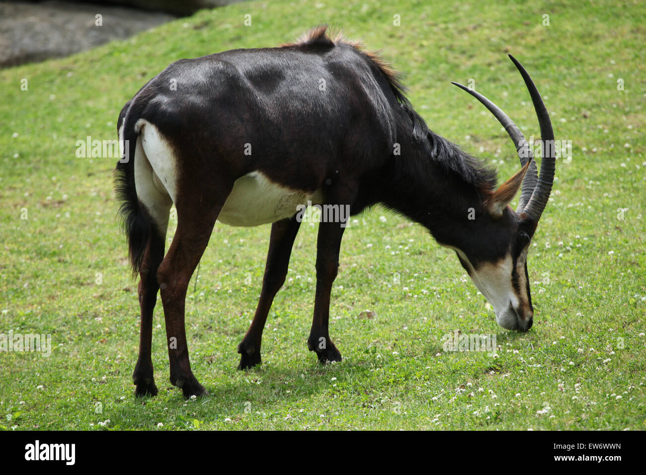 Sable antelope (Hippotragus niger), also known as the black antelope at Prague Zoo, Czech Republic. Stock Photo