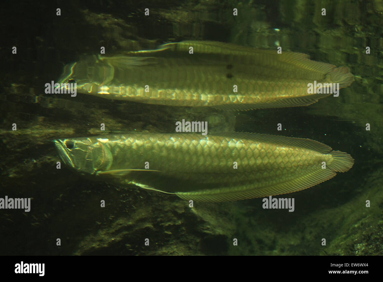 Silver arowana (Osteoglossum bicirrhosum) swimming underwater at Prague Zoo, Czech Republic. Stock Photo