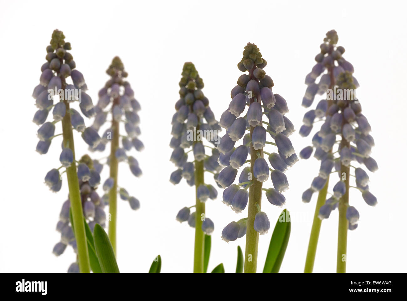 Starch Grape Hyacinth (Muscari neglectum) blossoms, macro shot Stock Photo