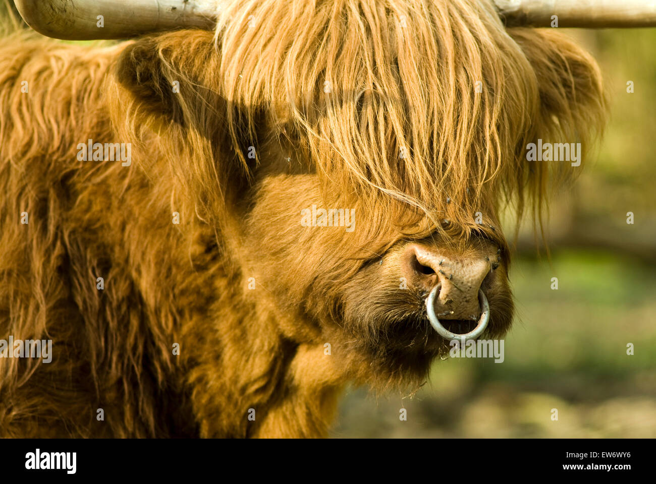 Scotland highland cattle with nose ring portrait Stock Photo