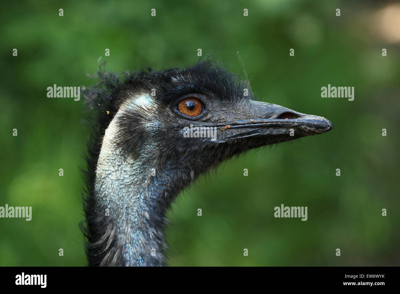 Emu (Dromaius novaehollandiae) at Prague Zoo, Czech Republic. Stock Photo