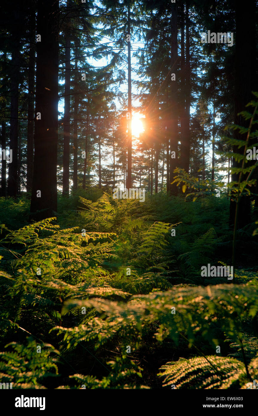 Conifer forest with fern(Osmunda regalis) Stock Photo