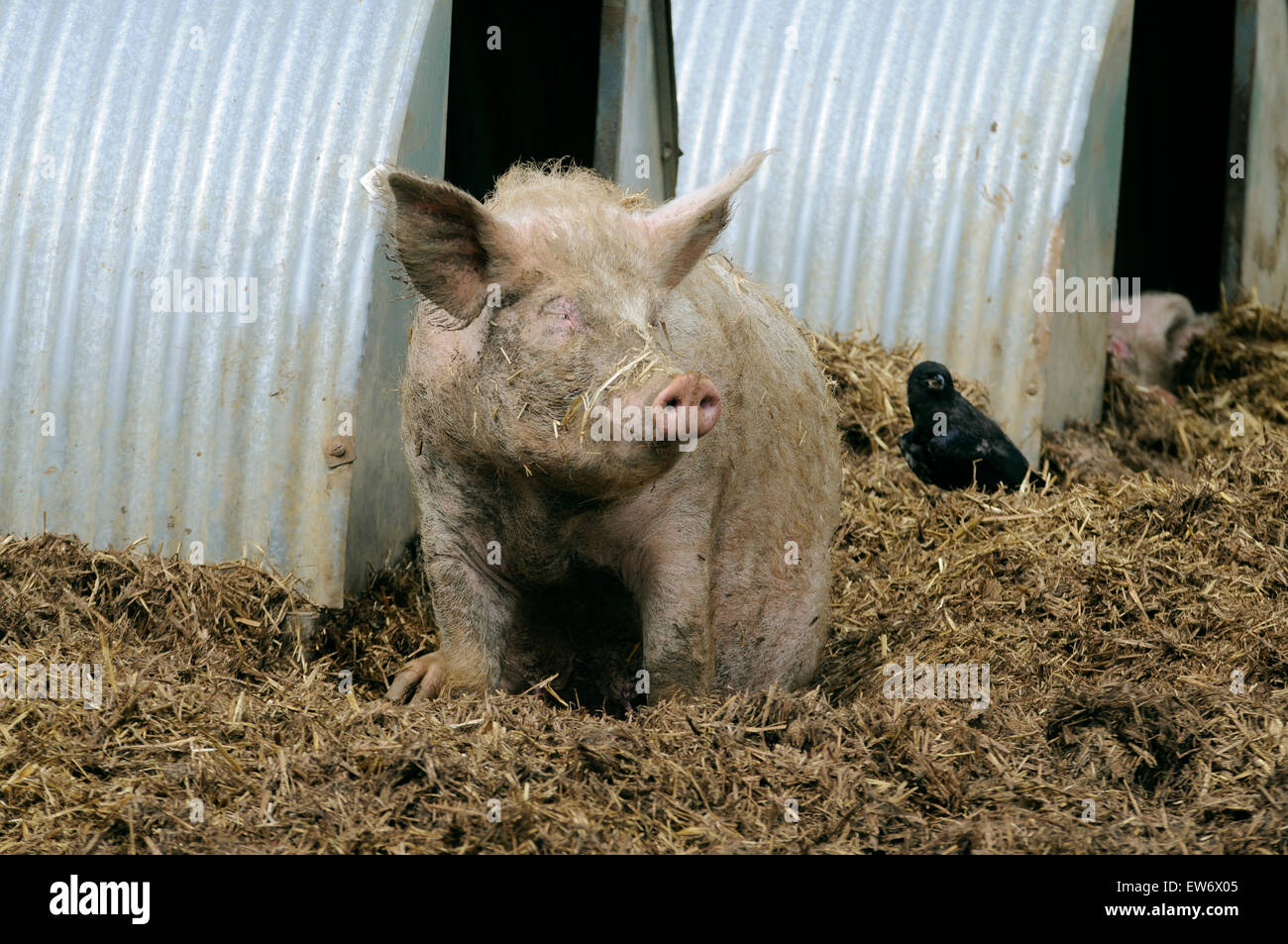 Domestic pig in front of his metal pigsty sty pensty piggery, pig stall pig-sty (Sus scrofa domestica) Stock Photo