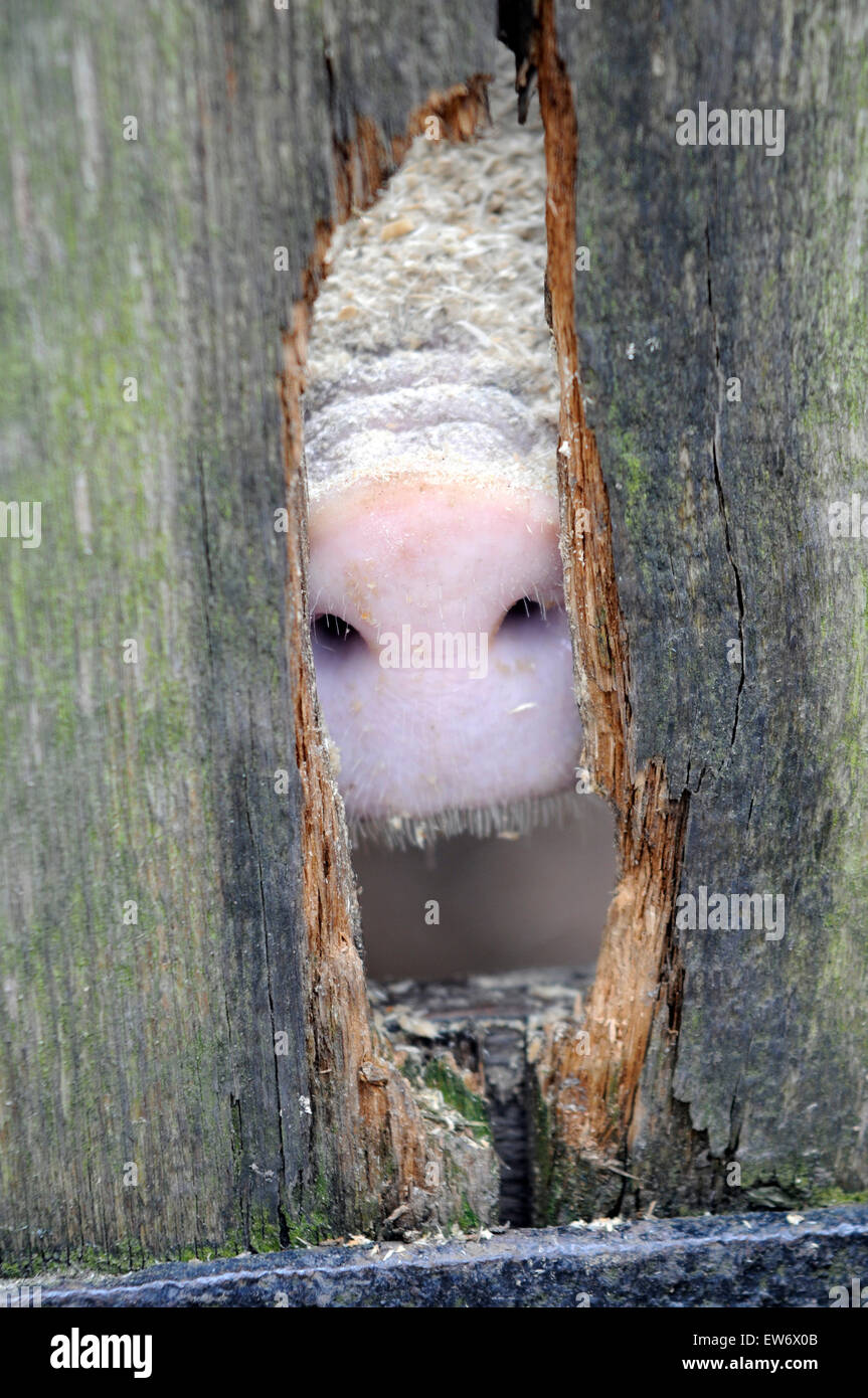 Nose of a domestic pig  to a wooden fence (Sus scrofa domestica) Stock Photo