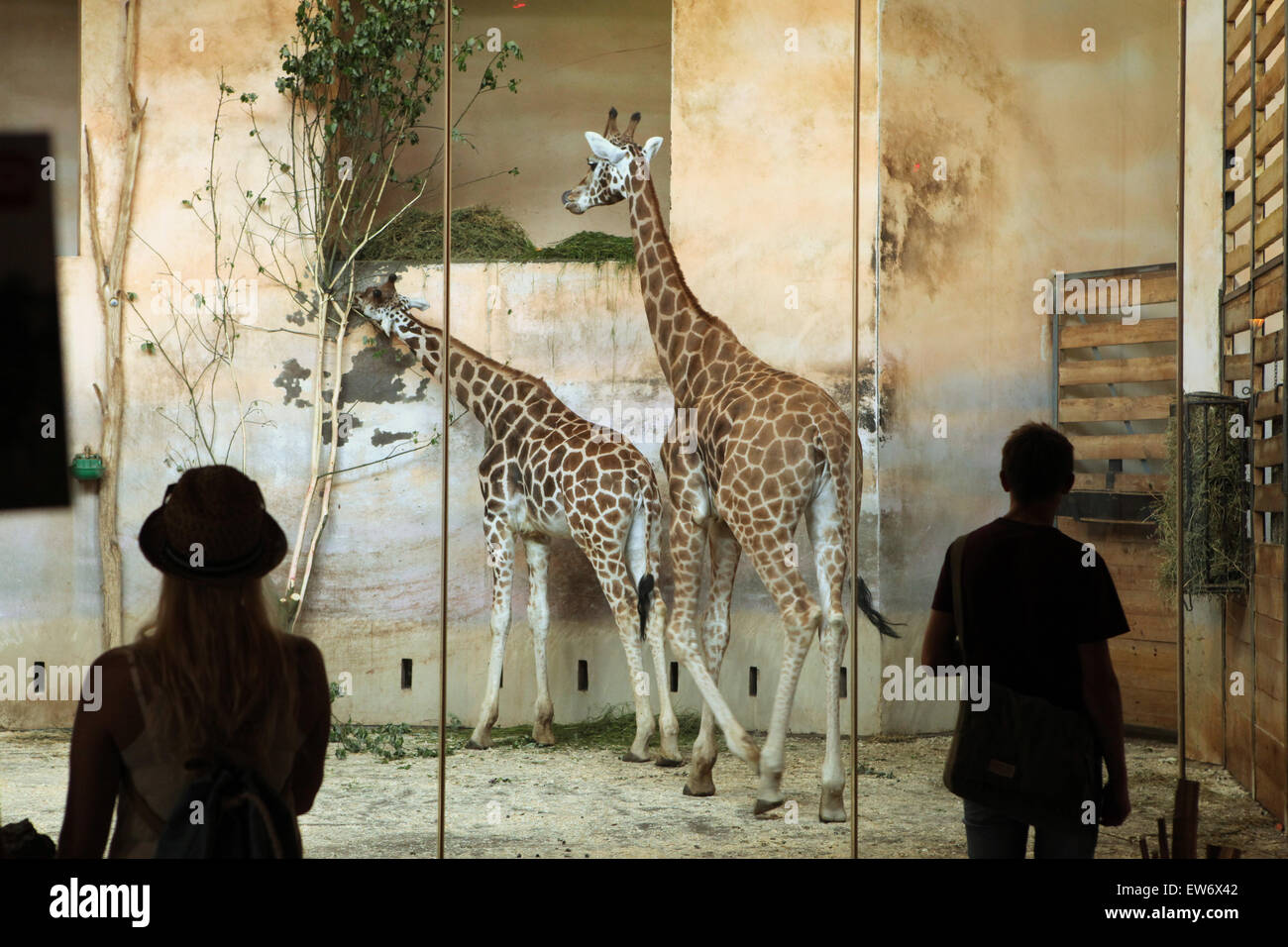 Visitors look at the Rothschild's giraffes (Giraffa camelopardalis rothschildi) at Prague Zoo, Czech Republic. Stock Photo