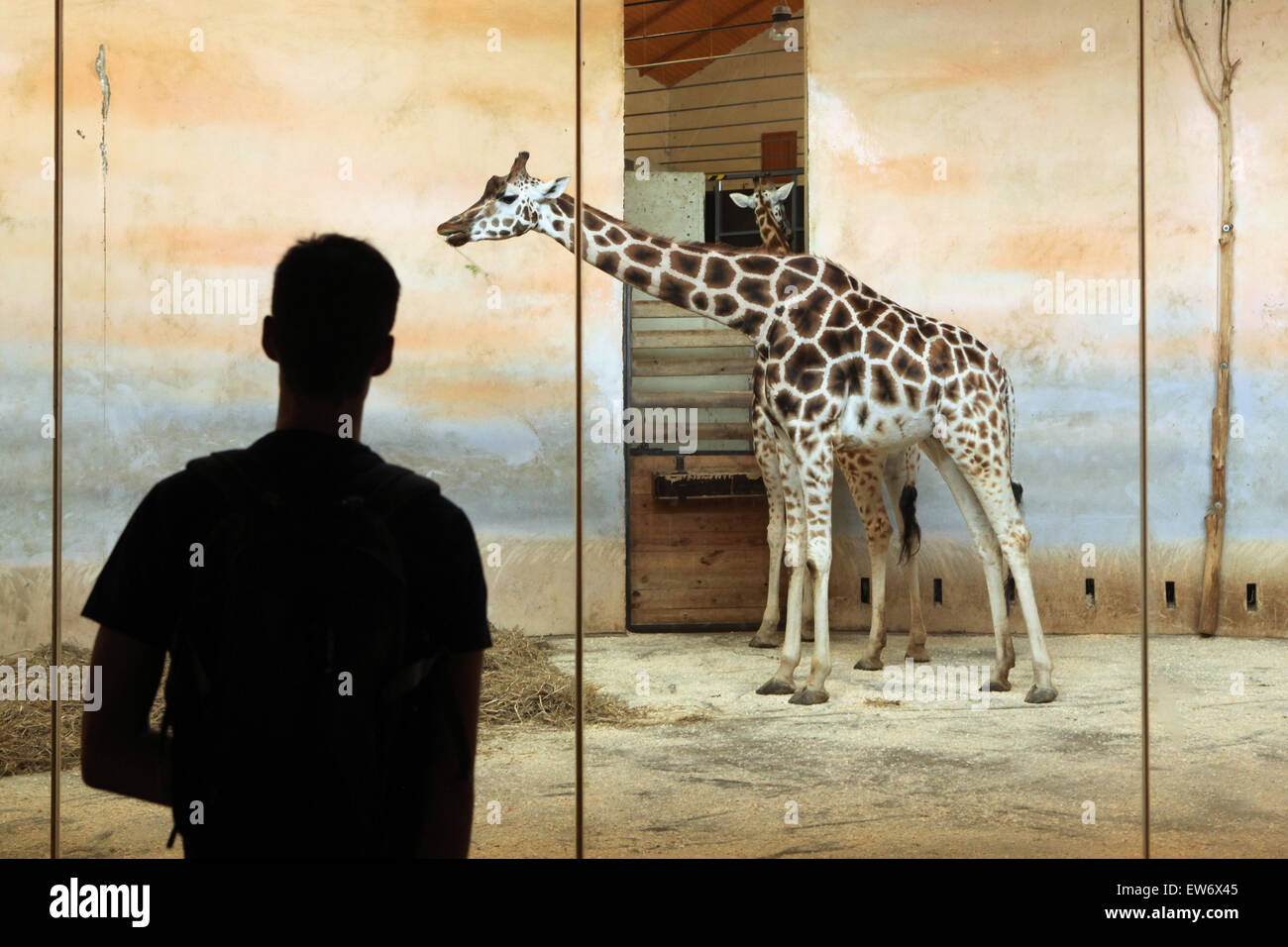 Visitor looks at the Rothschild's giraffe (Giraffa camelopardalis rothschildi) at Prague Zoo, Czech Republic. Stock Photo