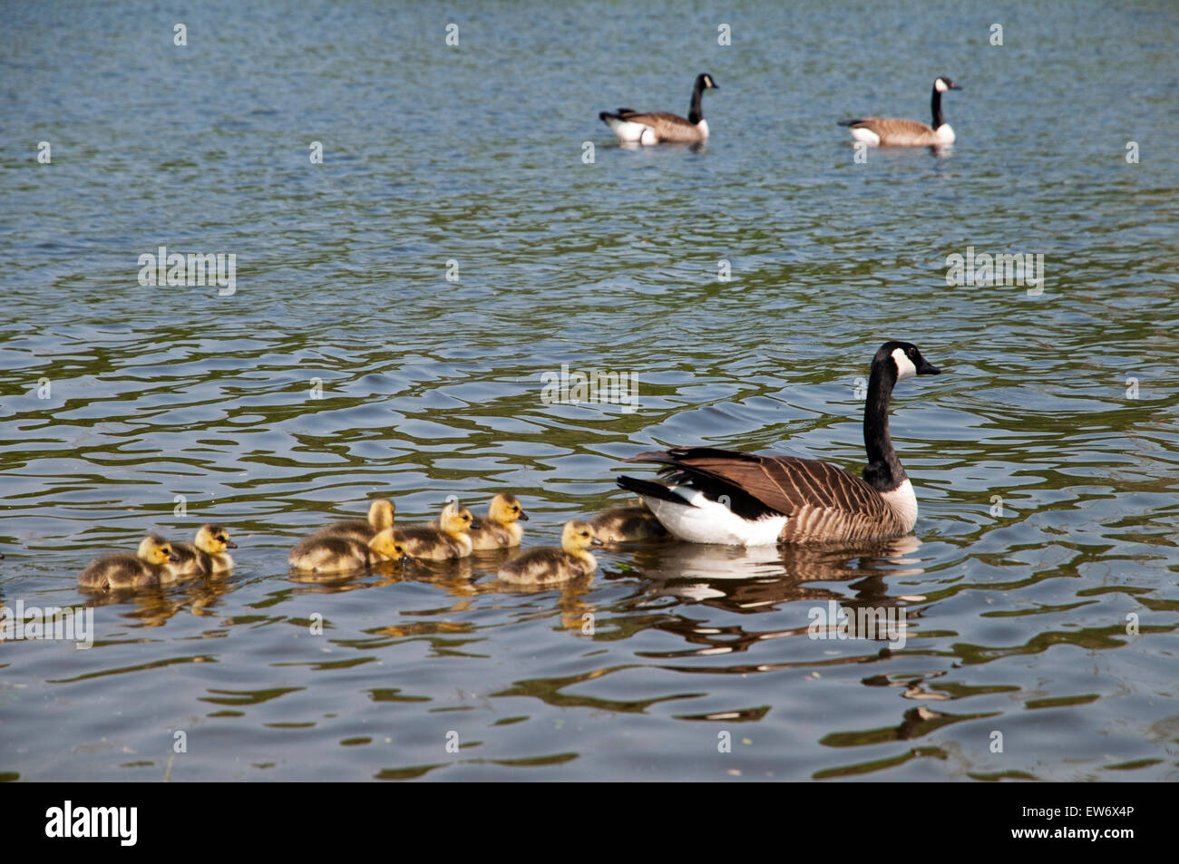 Canadian goose with chickens on a river, germany, europe Stock Photo Alamy
