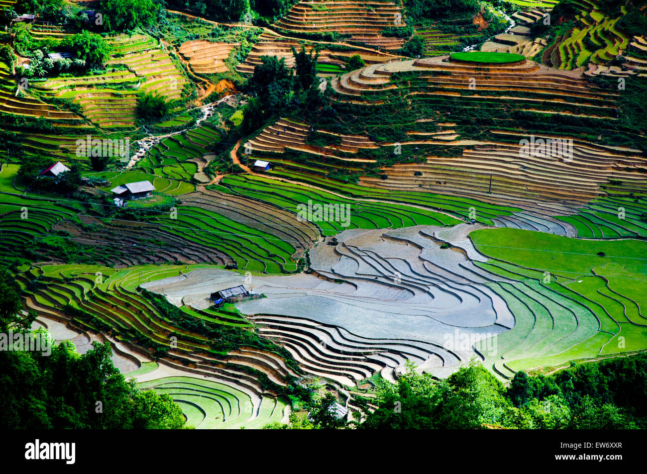 Sep Rice Field Terraced rice field in Sapa, Vietnam Stock Photo - Alamy
