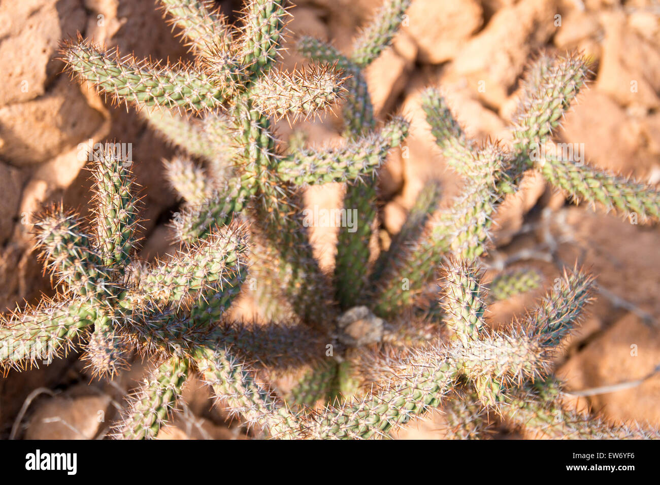 Desert plant baja mexico hi-res stock photography and images - Alamy