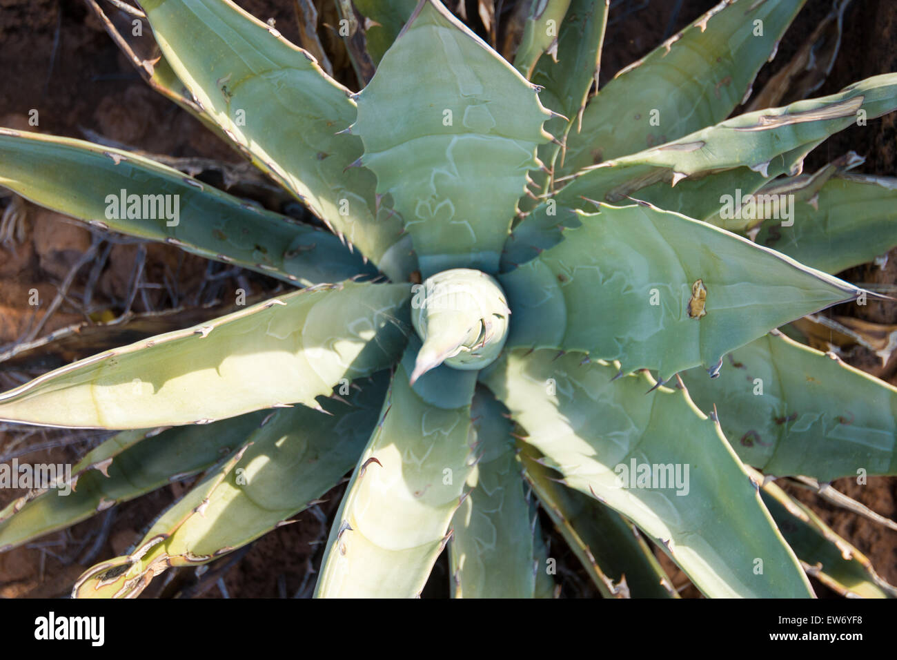 Baja plant hi-res stock photography and images - Alamy