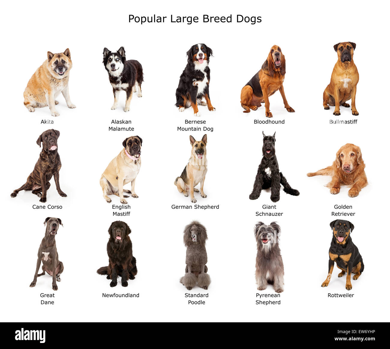 A group of fifteen common large breed dogs together Stock Photo