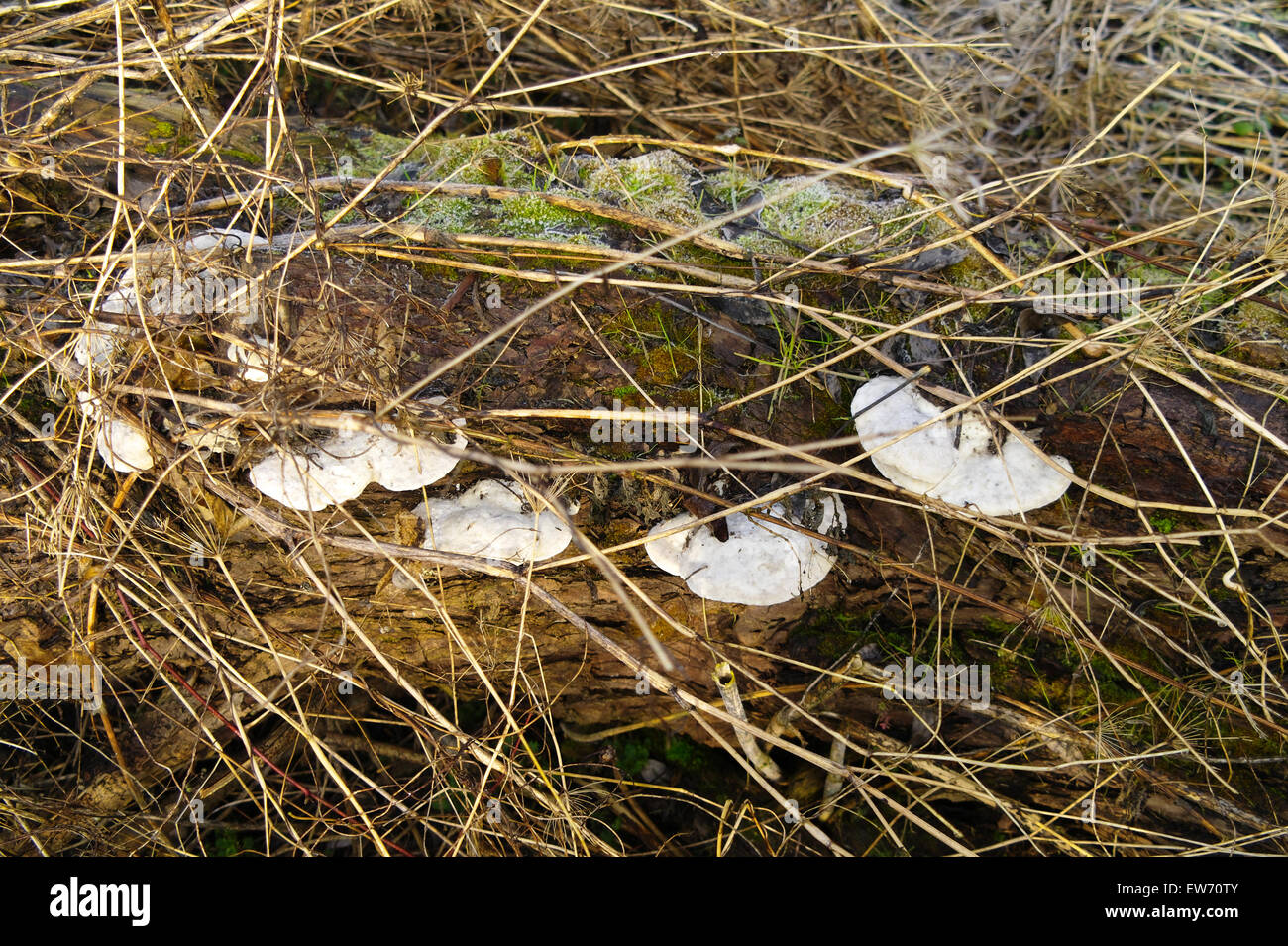 closeup of the polypores on a felled tree trunk Stock Photo