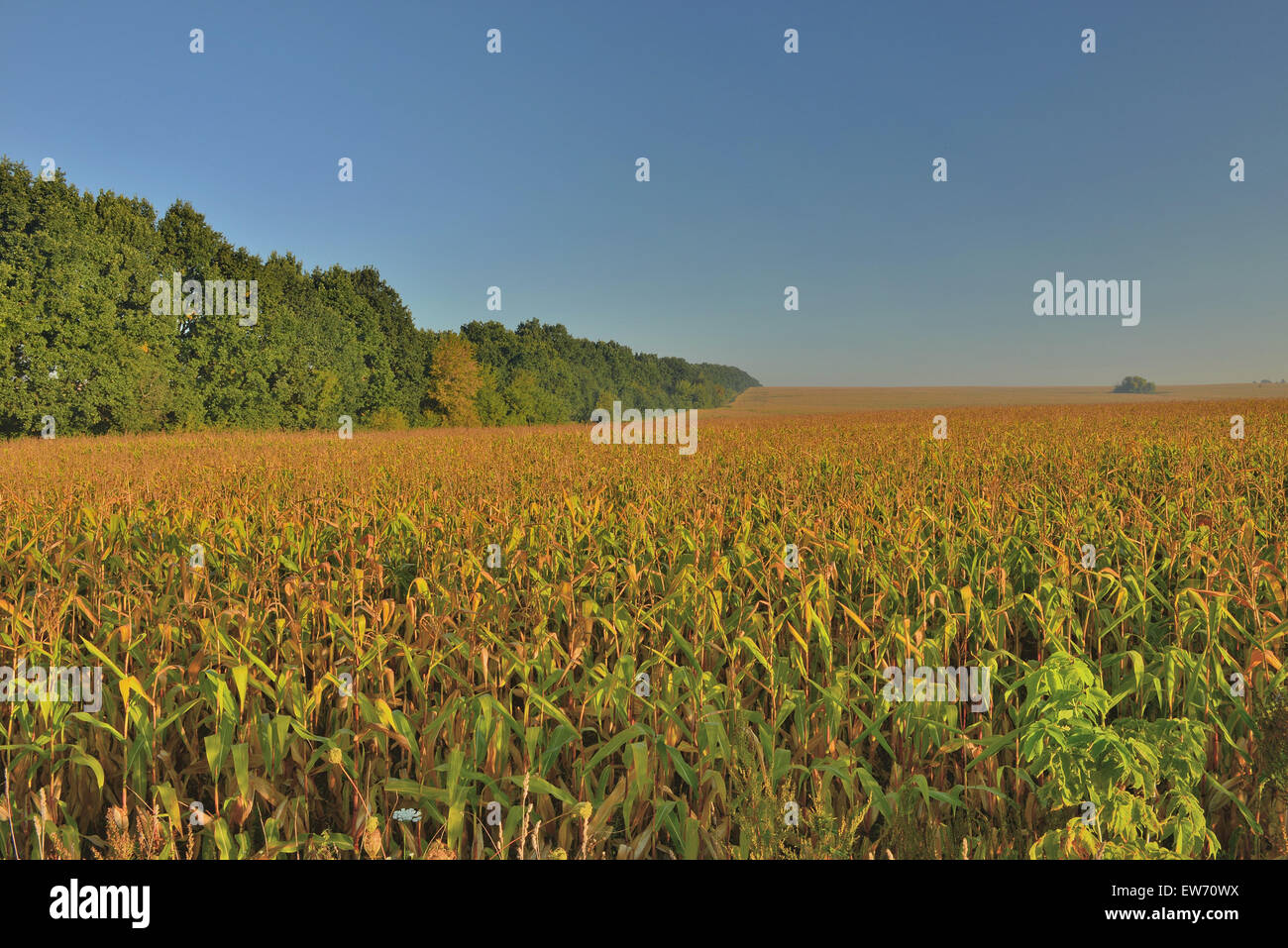 Dawn corn field Stock Photo