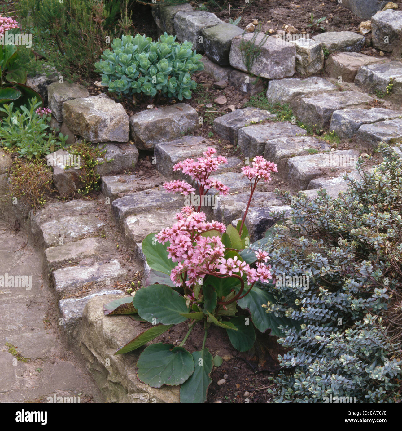 Pink bergenia growing beside stone steps Stock Photo