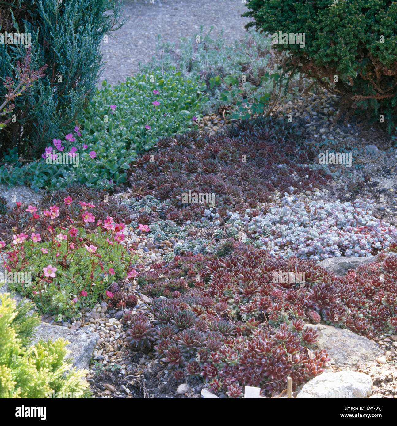 Pink saxifrage and small sedum in rockery garden Stock Photo