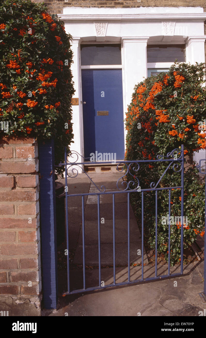 Blue iron gate and orange pyracantha in front garden of small terraced house Stock Photo