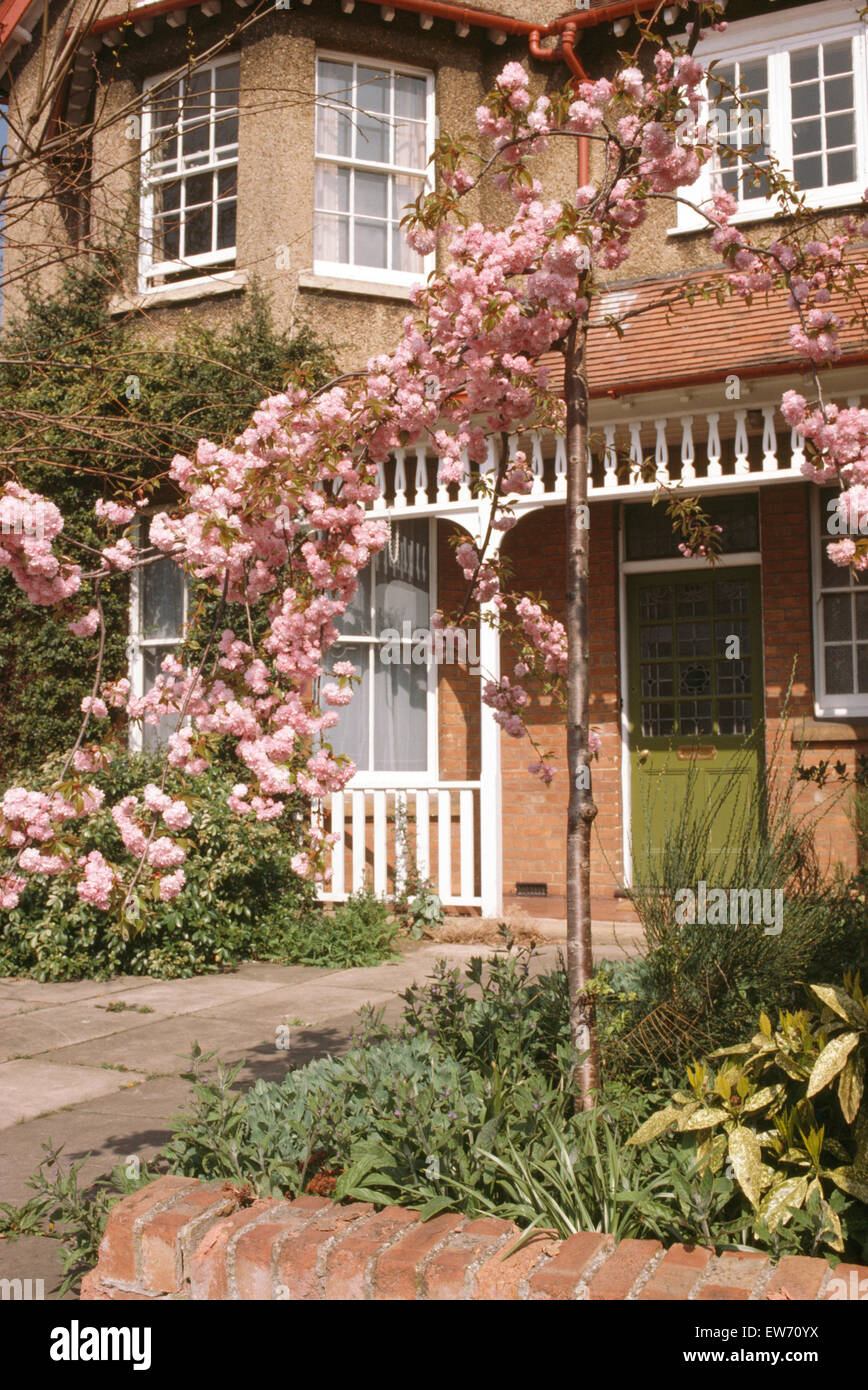 Small pink prunus growing in front garden of Edwardian townhouse Stock Photo