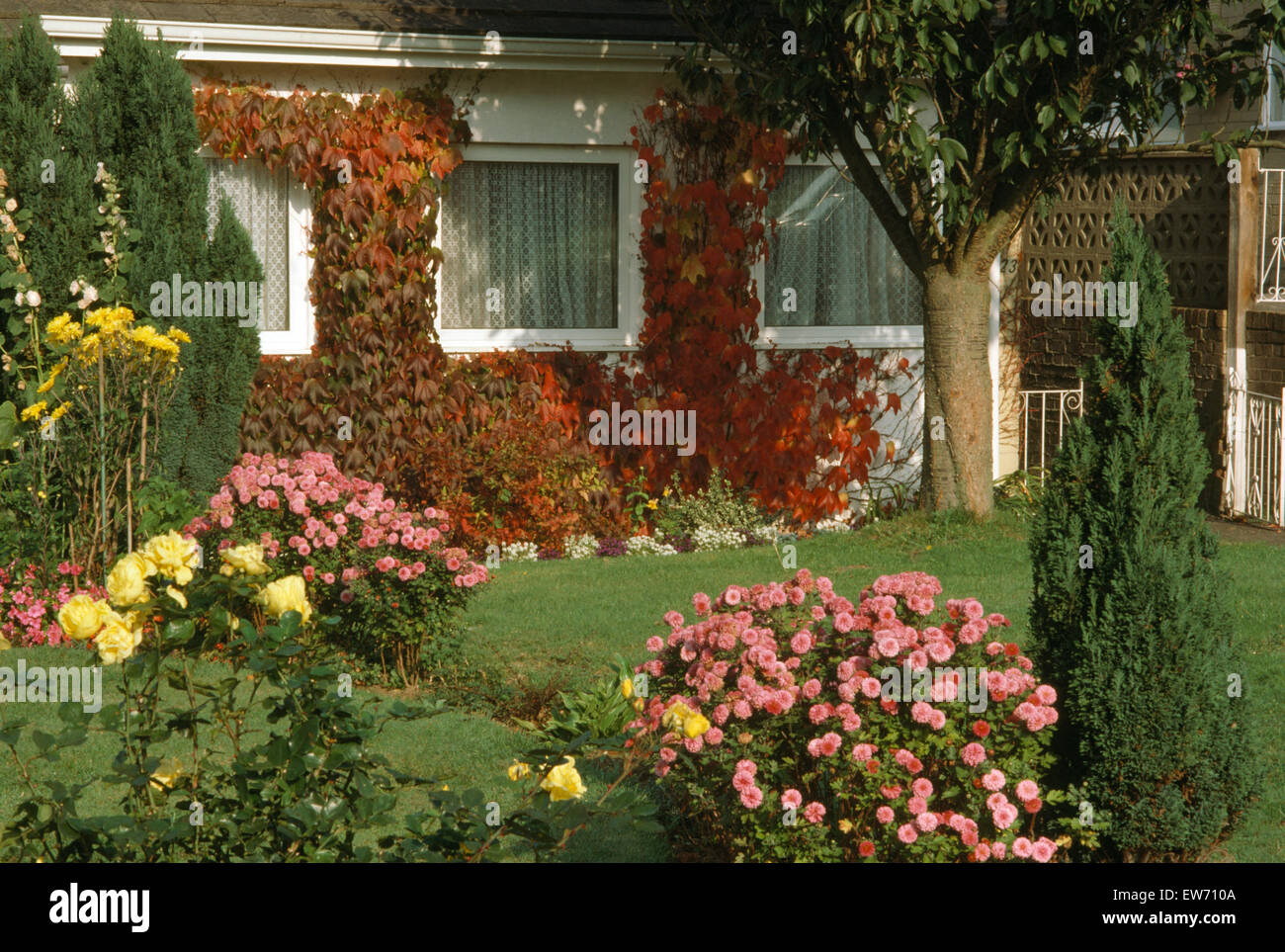 Pink chrysanthemums and yellow roses with a small conifer in front garden of a seventies suburban house Stock Photo