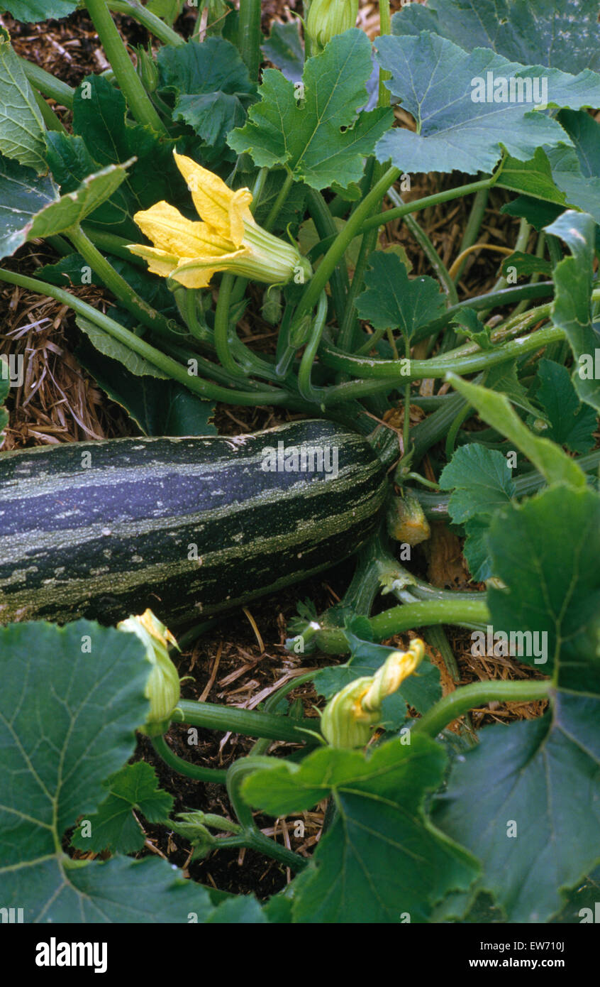 Close-up of a marrow growing in a vegetable garden Stock Photo