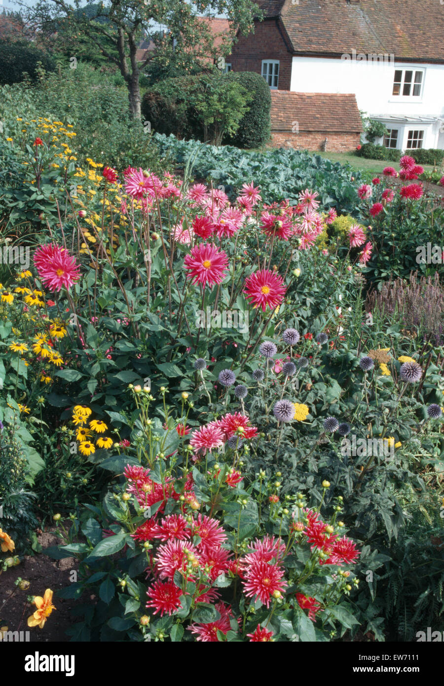 Pink dahlias and yellow rudbeckia in large border in cottage garden Stock Photo