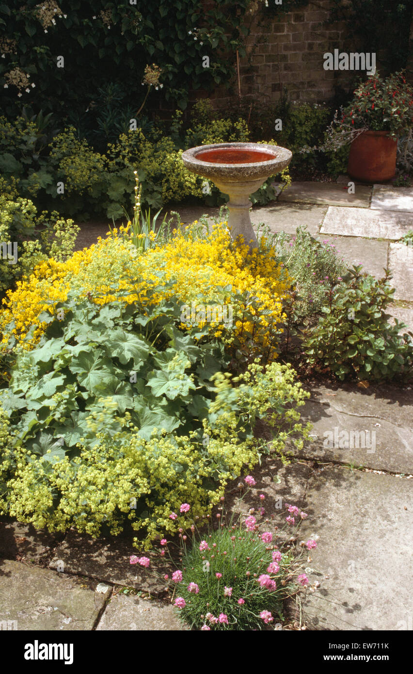Lady's mantle and thrift with yellow perennial beside stone birdbath Stock Photo