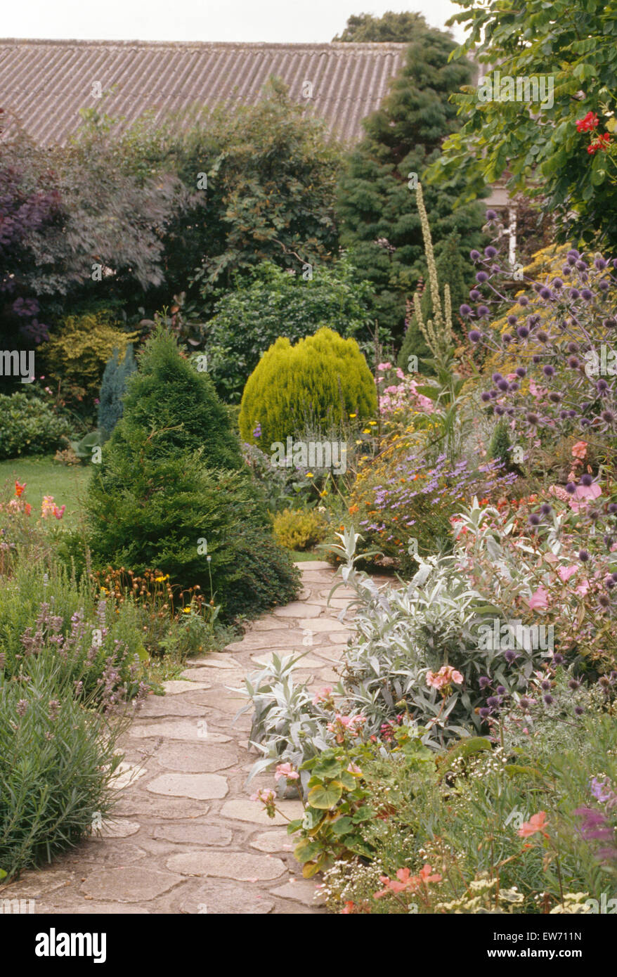 Crazy paving path between borders with eryngium and stachys 'Lanata'  in country garden in summer Stock Photo