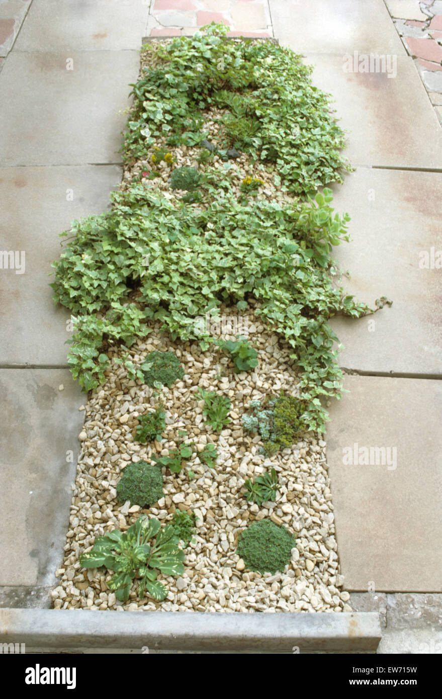 Birds-eye view of trailing ivy and small alpine in a gravel bed Stock Photo