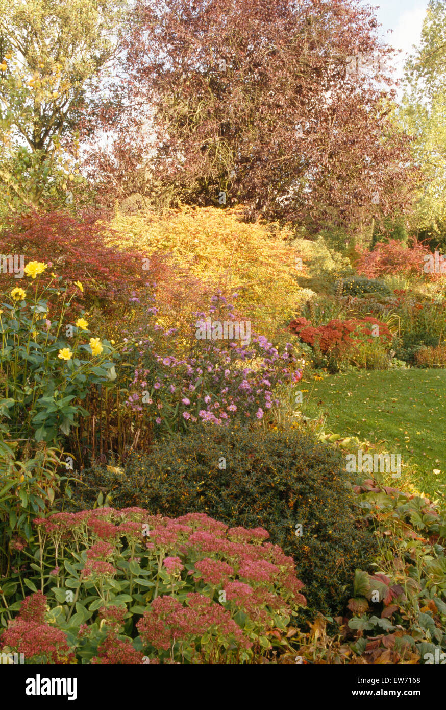 Sedum and yellow dahlias with purple Michaelmas daisies in border with small trees and shrubs in autumn garden Stock Photo