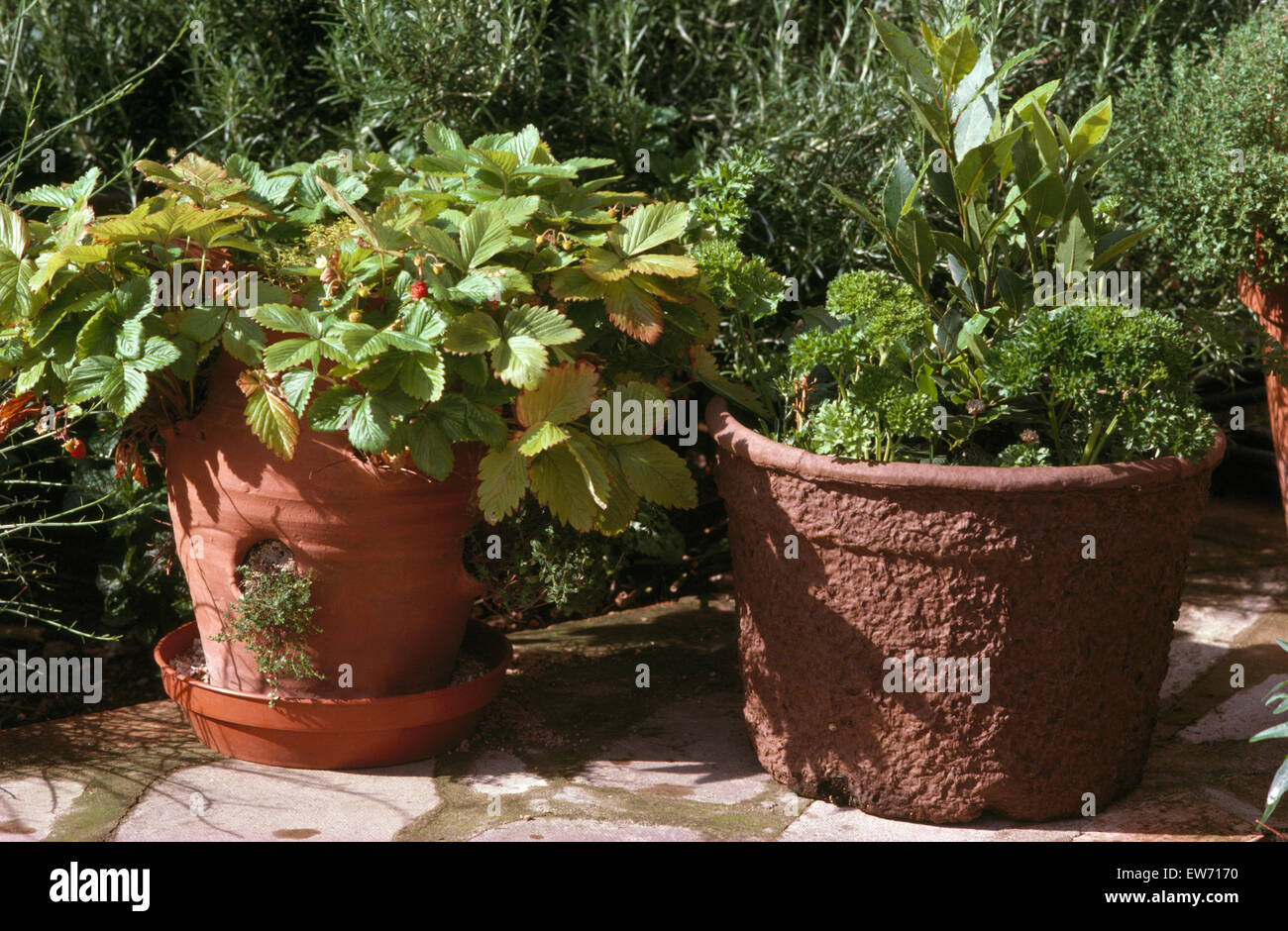 Close-up of strawberries and herbs in pots Stock Photo