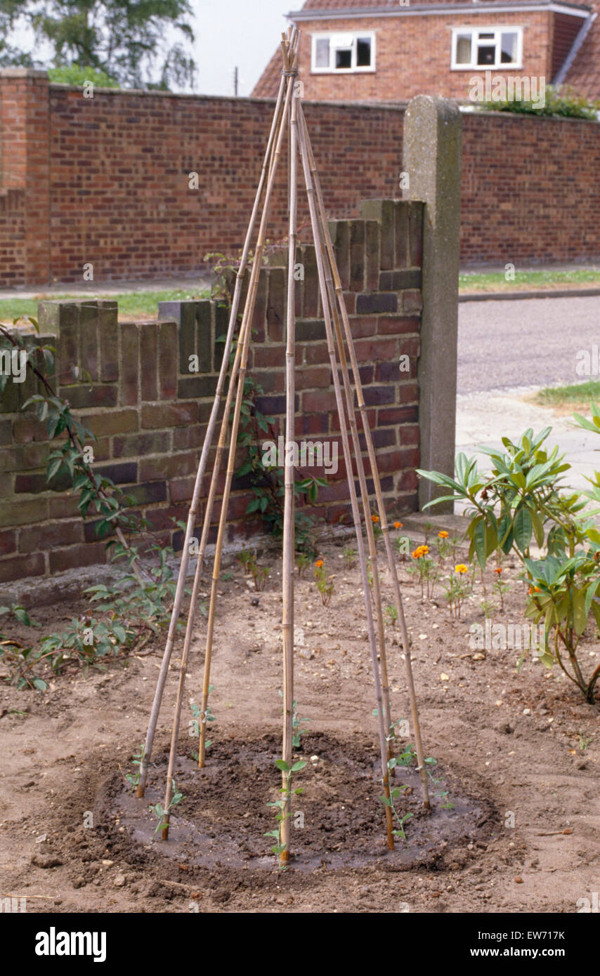 A cane wigwam in a suburban front garden Stock Photo