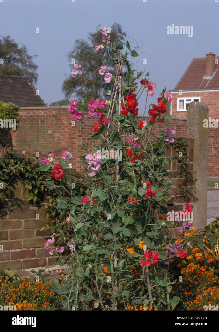 Pink and red sweet peas on a cane wigwam in seventies front garden Stock Photo