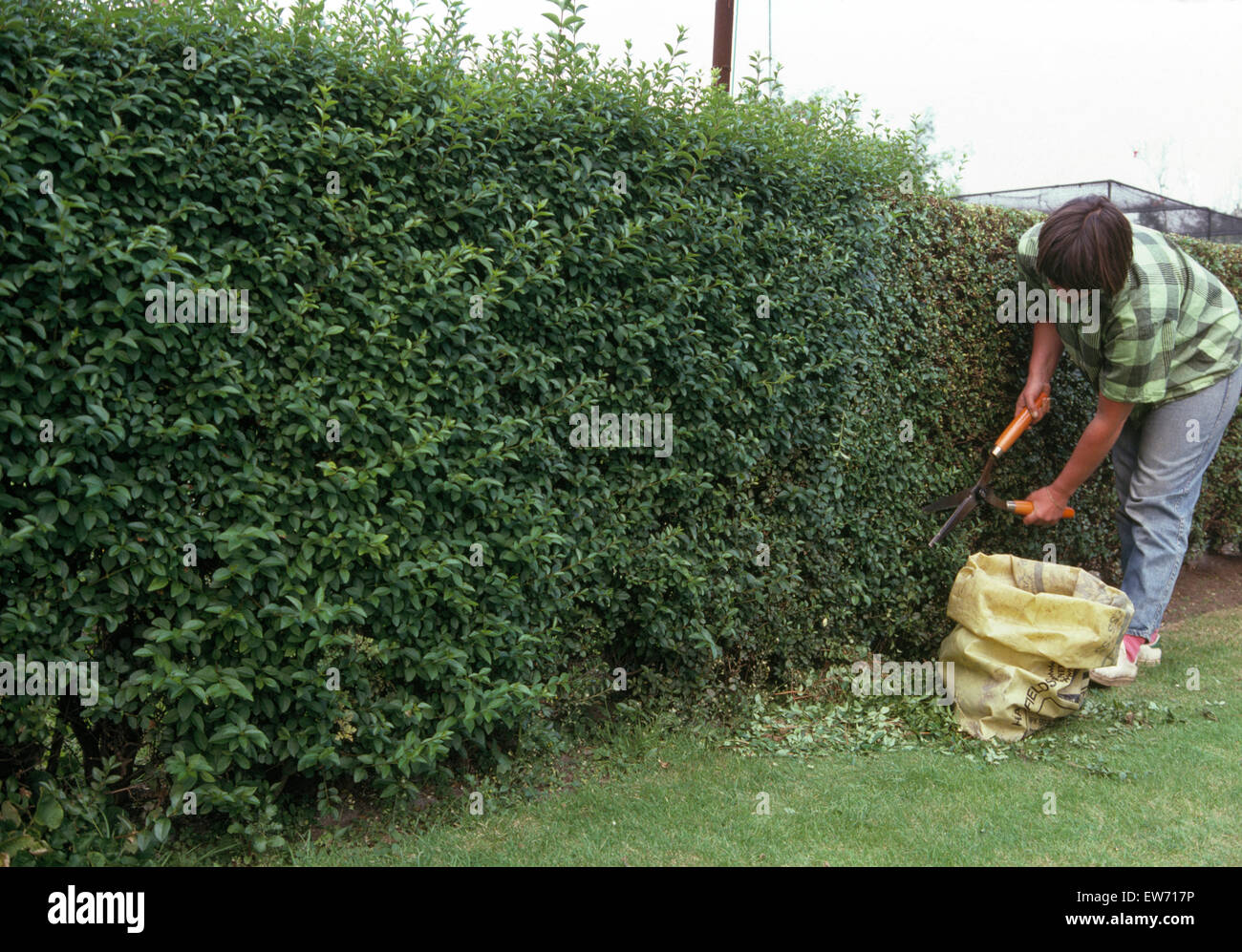 Woman cutting a hedge with shears Stock Photo
