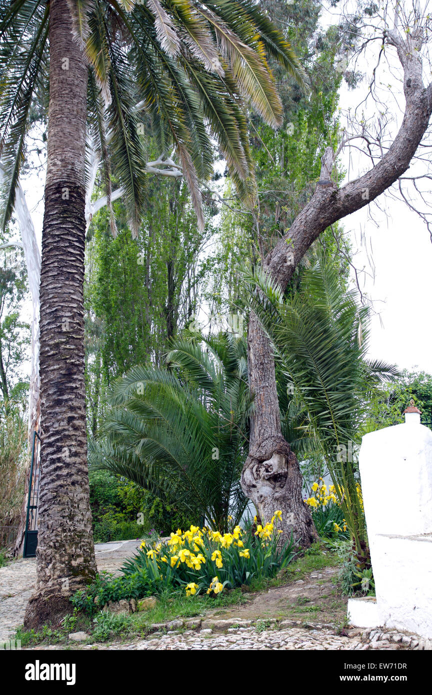 Yellow irises growing beneath tall palm trees in a Spanish garden Stock