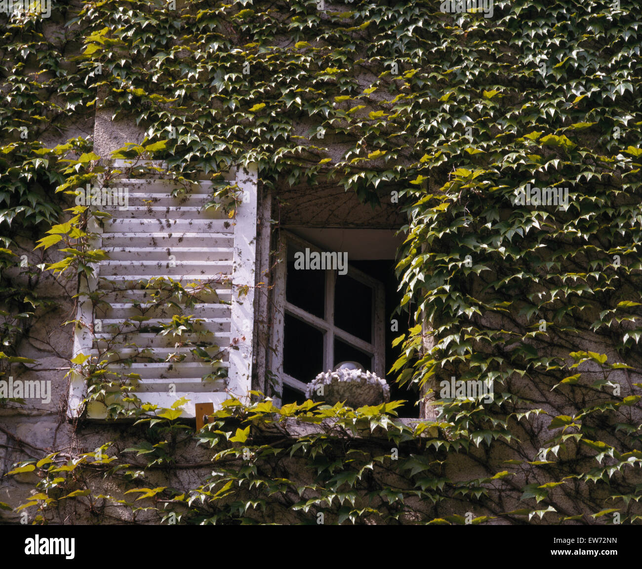 Close-up of white shutter and window of French country house covered with green Virginia Creeper Stock Photo