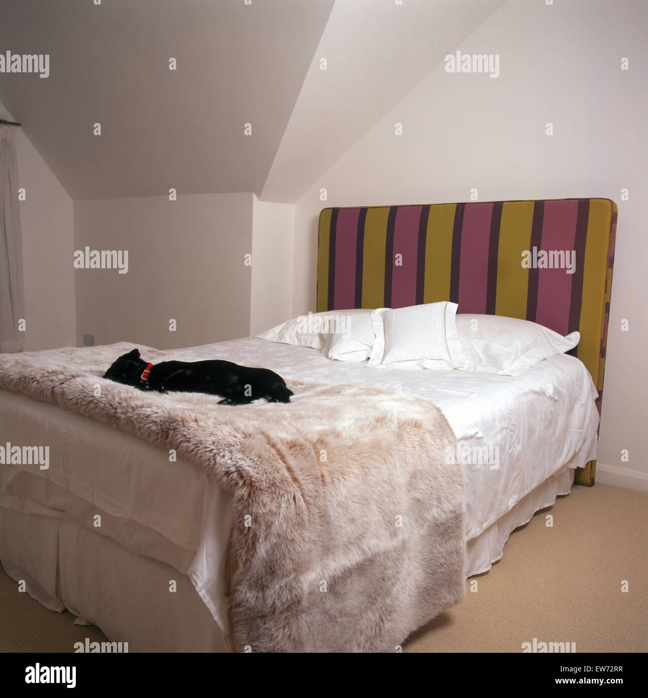 Small black dog lying on upholstered bed with faux fur throw in modern loft conversion bedroom Stock Photo
