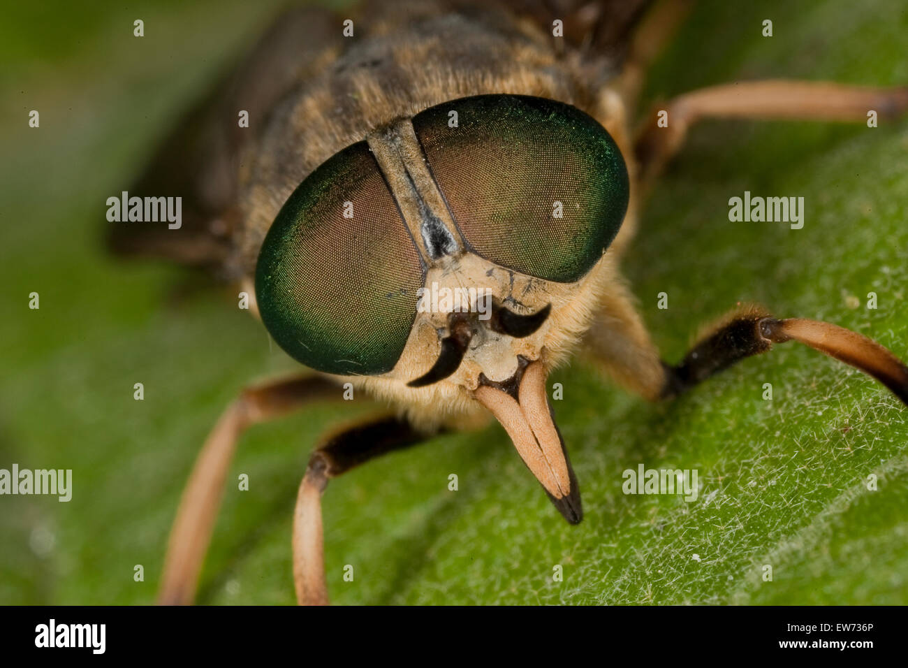 Large horsefly, Rinder-Bremse, Rinderbremse, Bremse, Bremsen, Tabanus bovinus, Portrait, Porträt, Stechrüssel, Auge, eye, eyes Stock Photo