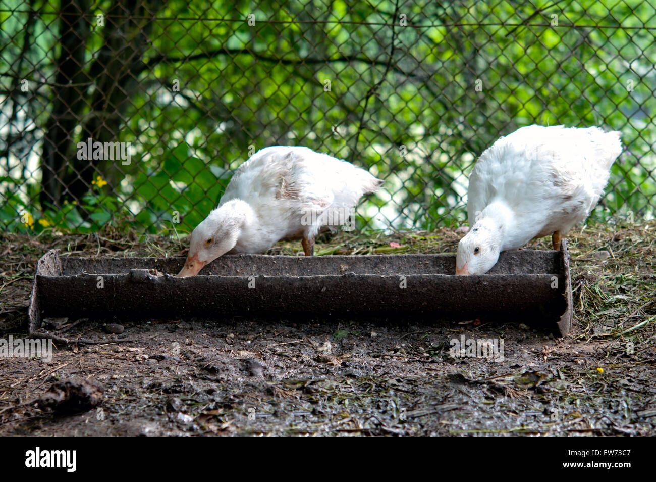 domestic ducks mud bath Stock Photo - Alamy