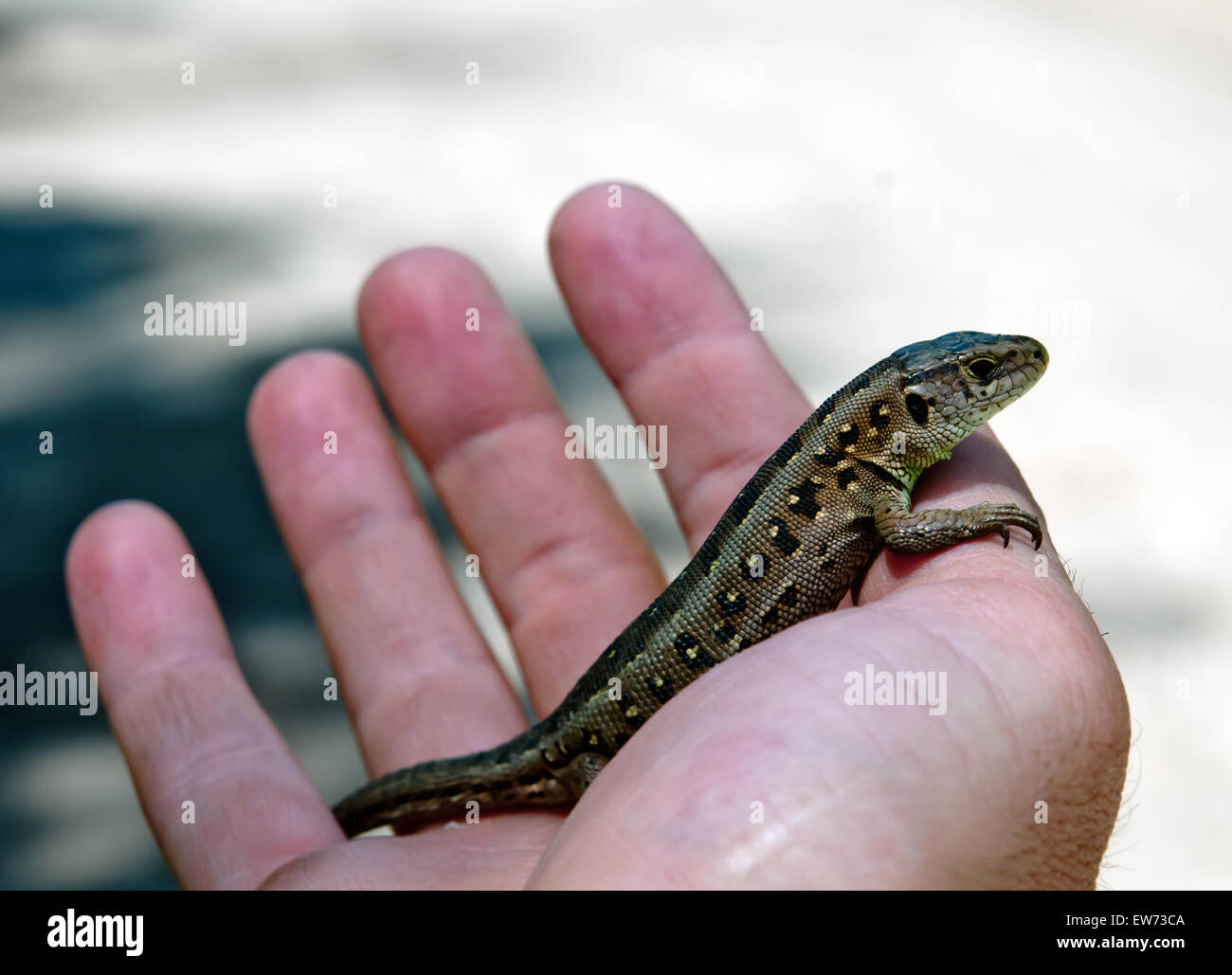 lizard (Lacerta agilis) on men hand Stock Photo