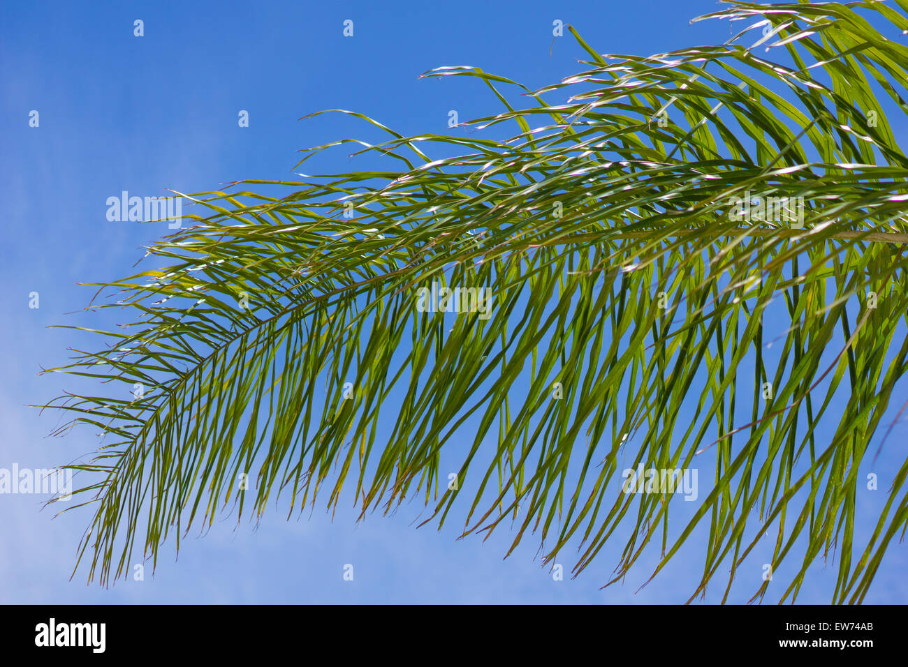 Bend in the branch of a palm tree frond under a blue sky in southern