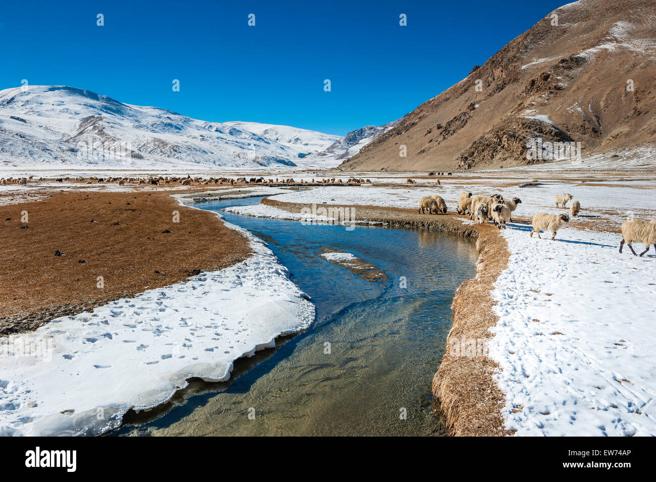 Winter Grazing ground in Changthang area of ladakh Stock Photo