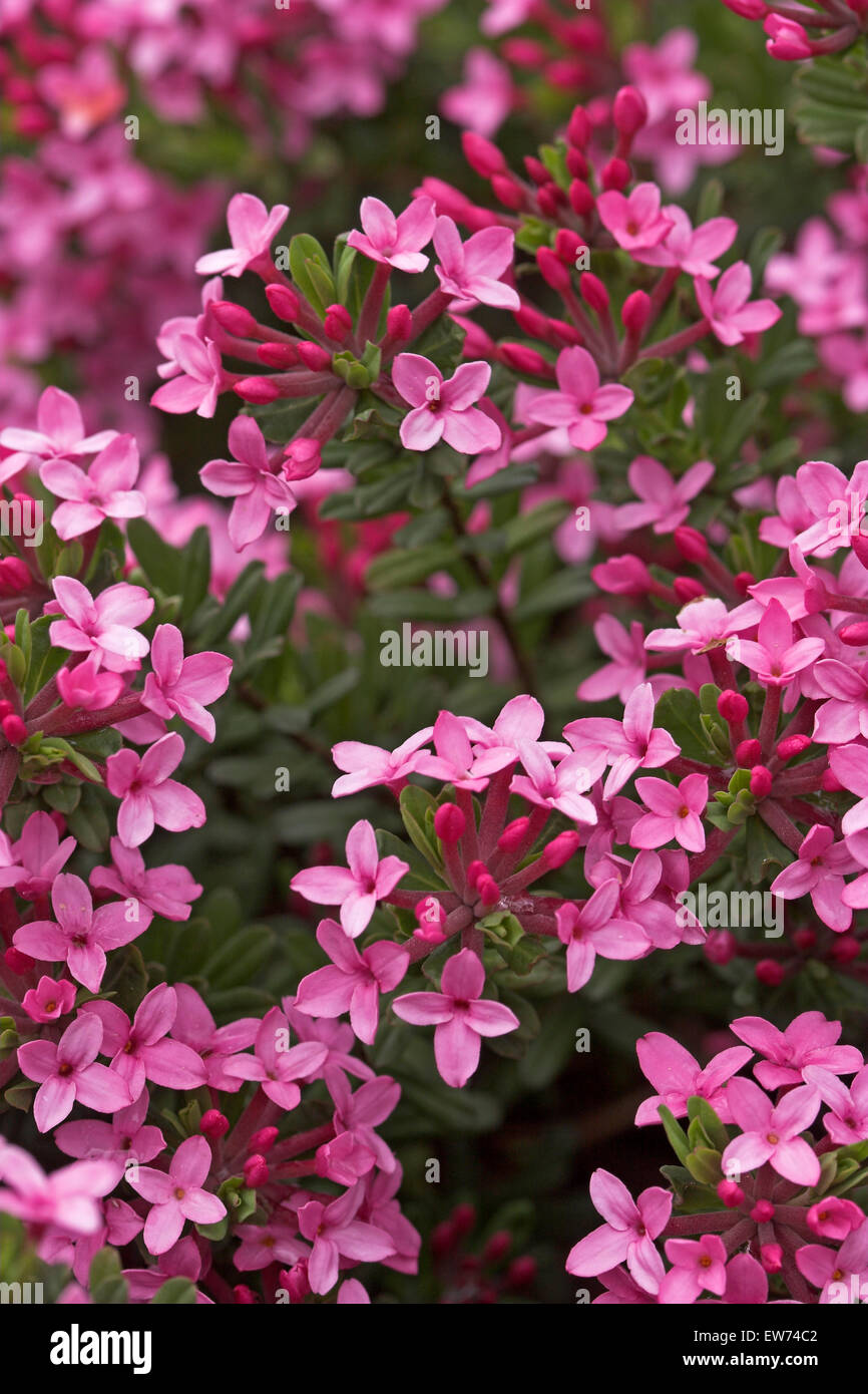 Garland Flower, Rose Daphne, Rosmarin-Seidelbast, Rosmarinseidelbast,  Heideröschen, Daphne cneorum, Petite Thymélée Stock Photo