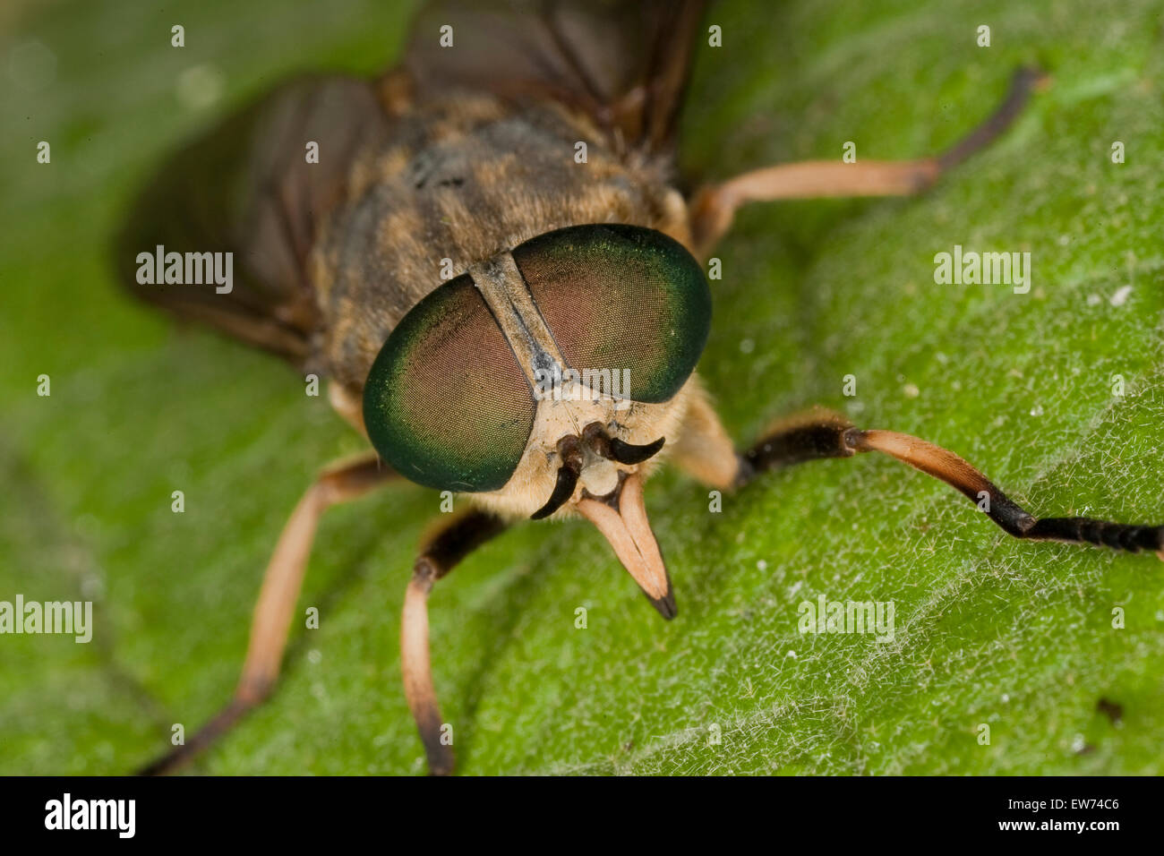 Large horsefly, Rinder-Bremse, Rinderbremse, Bremse, Bremsen, Tabanus bovinus, Portrait, Porträt, Stechrüssel, Auge, eye, eyes Stock Photo