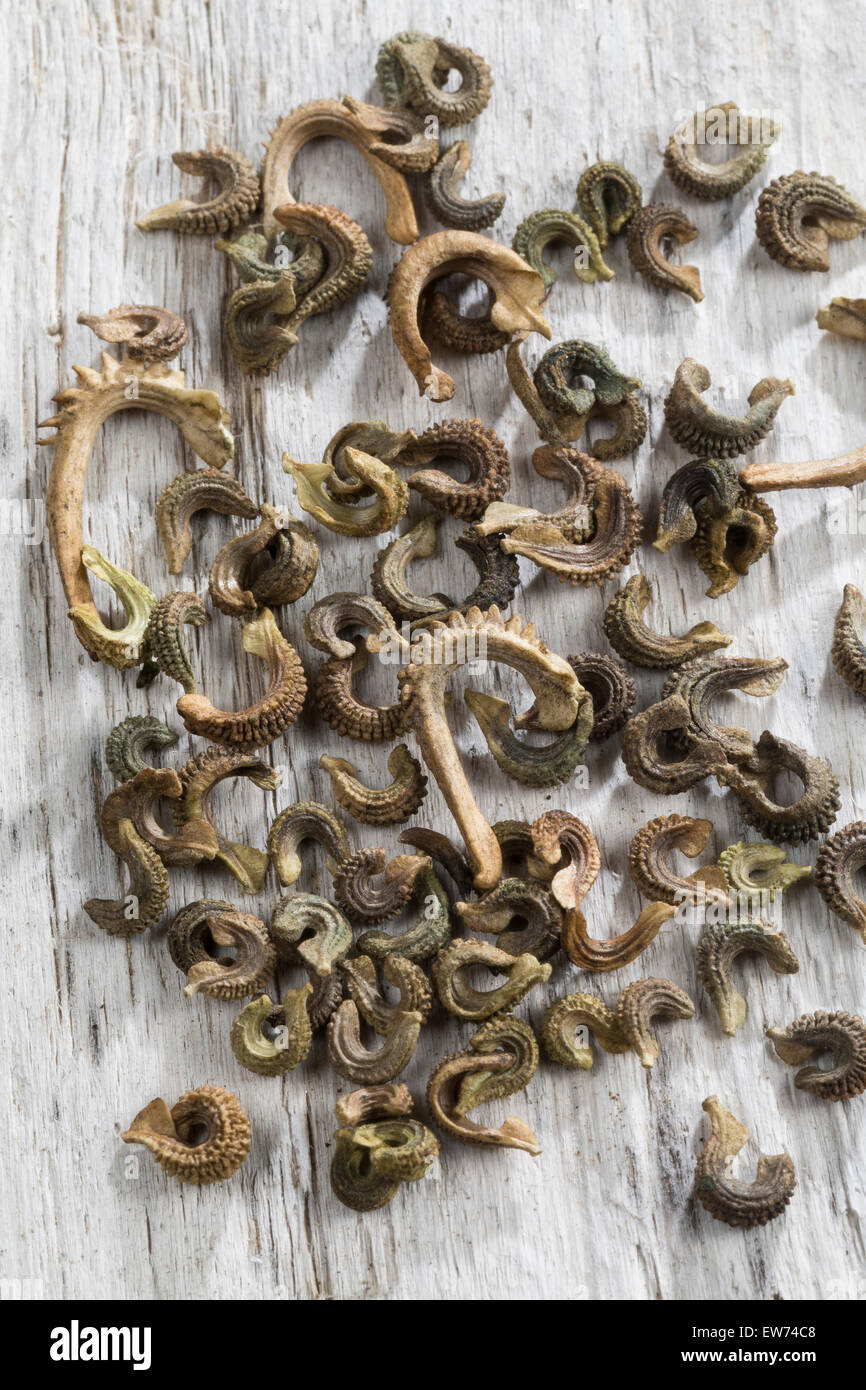 Pot Marigold Seeds High Resolution Stock Photography And Images Alamy